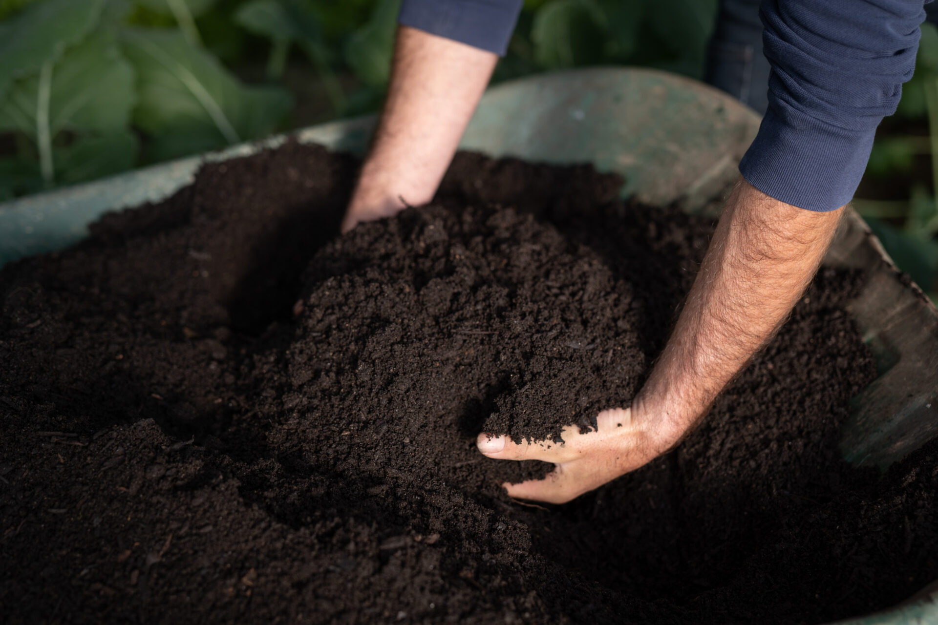 main-dans-le-compost