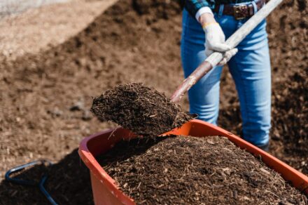 Graines_de_Compost2